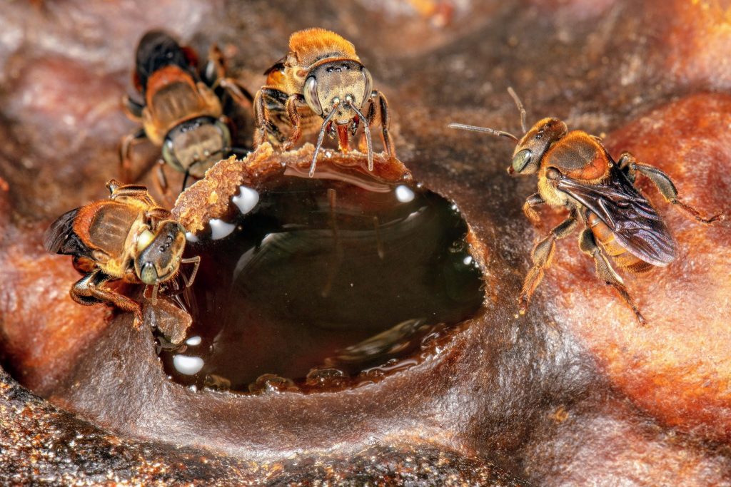 Bees covering honey pot at an Ecotourism Centre in Ghana